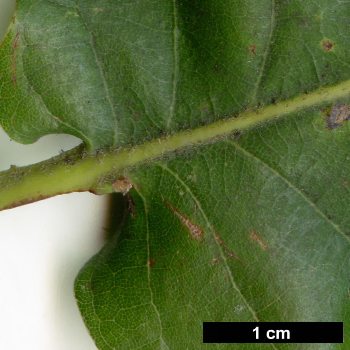 High resolution image: Family: Fagaceae - Genus: Quercus - Taxon: ×carrissoana (Q.canariensis × Q.robur subsp. estremadurensis)